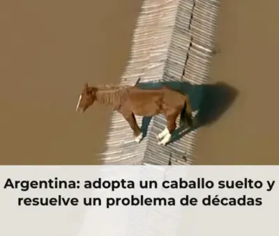 Caballo suelto en Argentina