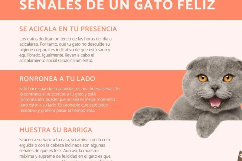 gato feliz sentado en una superficie blanca