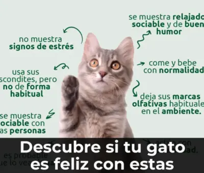 gato feliz sentado en sofa sonriendo