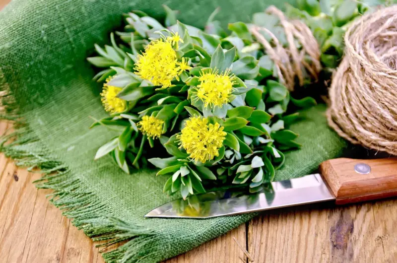 Natural anxiety relief supplement