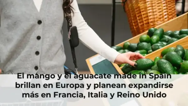 El mango y el aguacate made in Spain brillan en Europa y planean expandirse más en Francia, Italia y Reino Unido