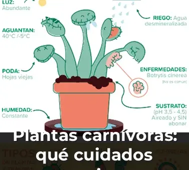 Plantas carnívoras: qué cuidados necesitan y cuántos tipos hay