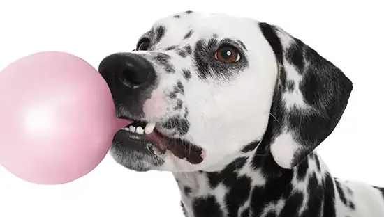 Qué ocurre si un perro se come un chicle: riesgos reales, síntomas y cómo actuar