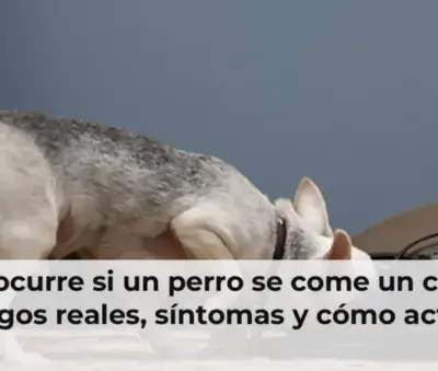 Qué ocurre si un perro se come un chicle: riesgos reales, síntomas y cómo actuar