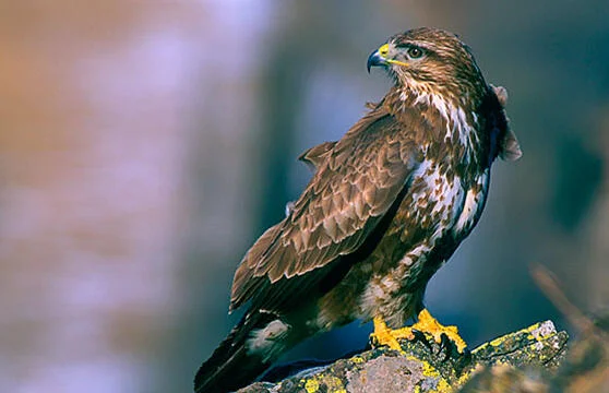 Un águila ratonera inusualmente agresiva aterroriza a una ciudad: "Ataca siempre de la misma manera, a la cabeza, por de