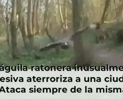 Un águila ratonera inusualmente agresiva aterroriza a una ciudad: "Ataca siempre de la misma manera, a la cabeza, por de